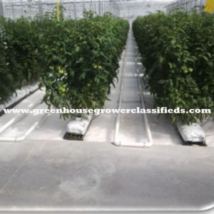Hydroponic Vegetable Greenhouses Troughs02